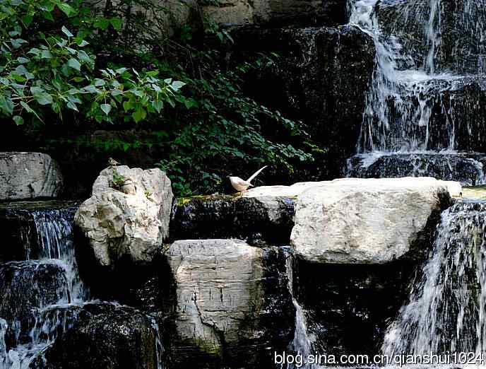 水禽湖夏日风采