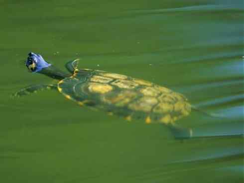 玄武:传说的兽原型探秘(潮龟) 玄武:传说的兽原型探秘(潮龟)