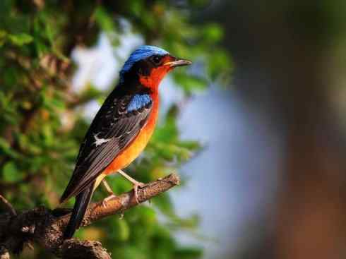 美丽无罪：雀鸟之矶鸫