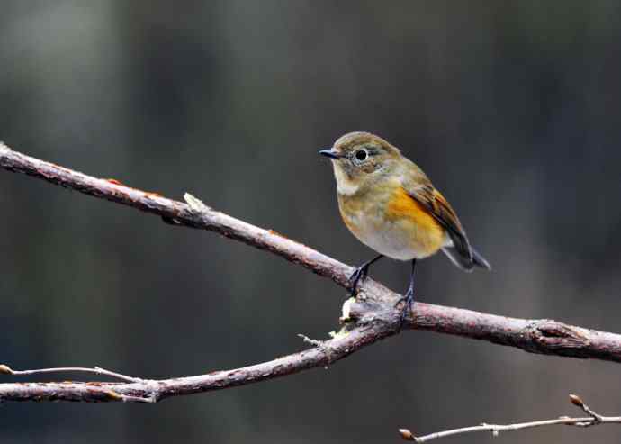 雌性红胁蓝尾鸲（14）