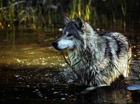 犬科：犬亚科犬属之灰狼