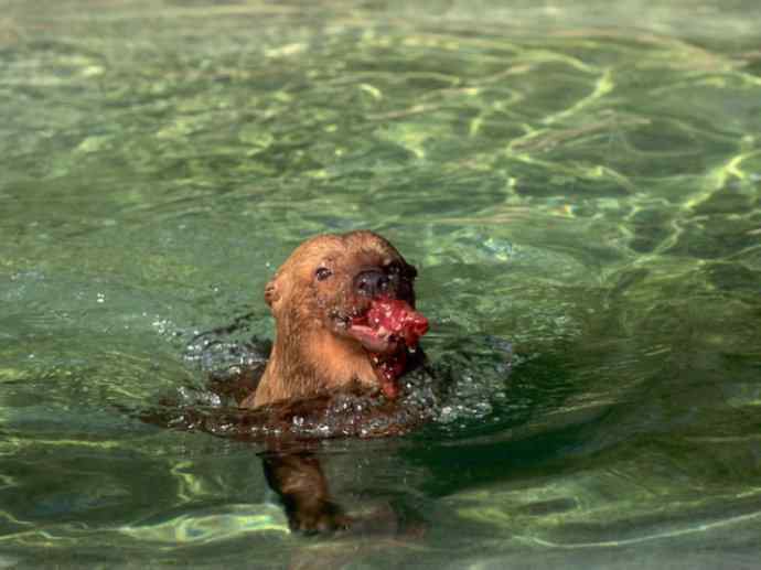犬科：薮犬亚科薮犬属之薮犬