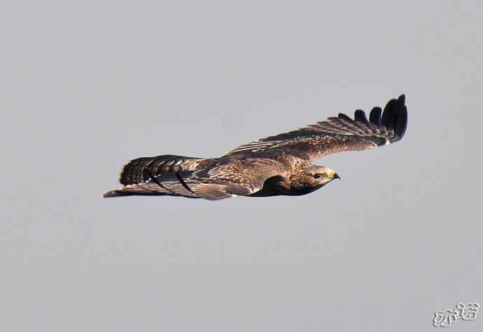 北京西山&nbsp;wbr路&nbsp;wbr黑耳鸢