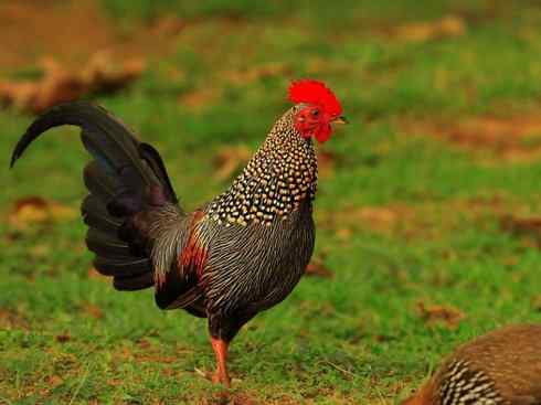 家禽驯化之源（原鸡、珠鸡、火鸡）