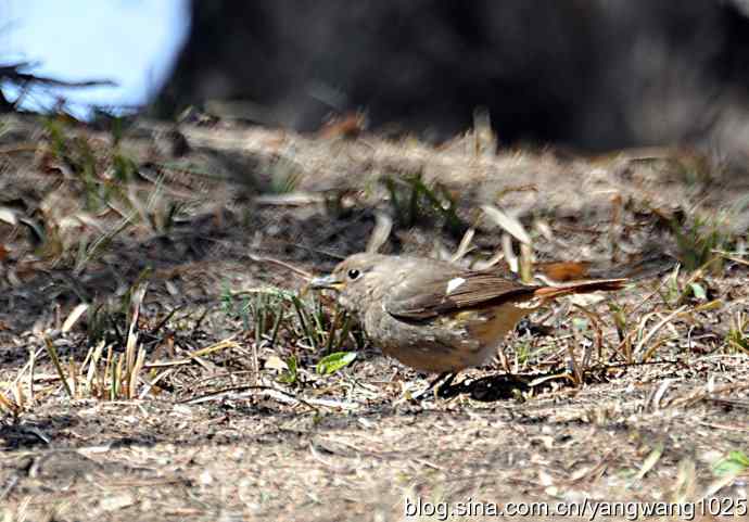 自然和谐的日坛公园（北红尾鸲）