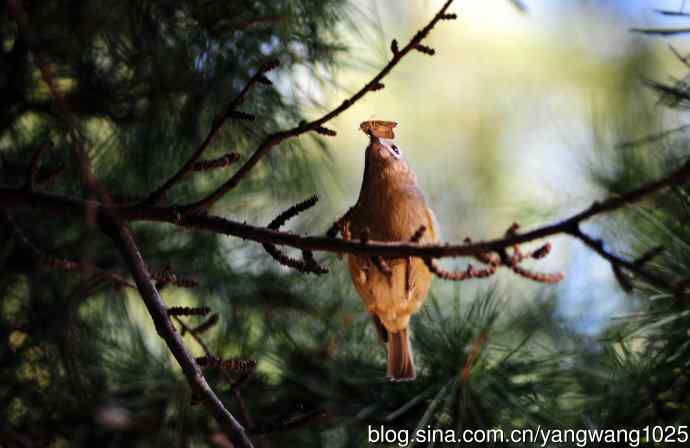 戴菊鸟(1) 戴菊鸟(1)