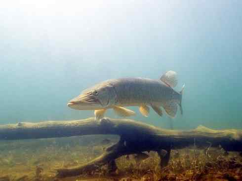 鱼类活化石：弓鳍鱼