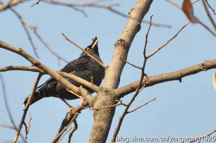 谁爱吃柿子?(八哥) 谁爱吃柿子?(八哥)