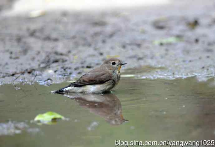 红喉姬鹟(9) 红喉姬鹟(9)