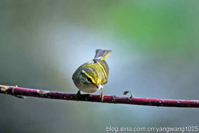 黄腰柳莺(23) 黄腰柳莺(23)