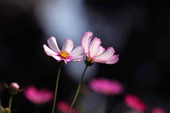 幸福像花儿一样美