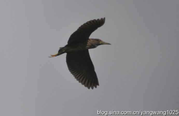 夜鹭（大丽抓拍）