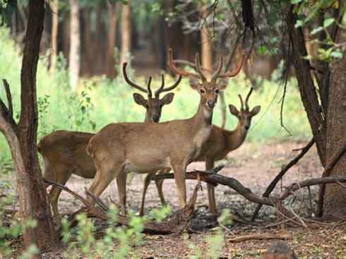 麒麟:传说的兽原型探秘(梅花鹿) 麒麟:传说的兽原型探秘(梅花鹿)
