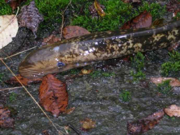 鱼类活化石：背眼七鳃鳗