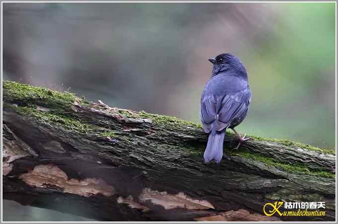 蓝鹀&bull;方尾鶲&bull;柳莺&bull;棕脸鶲莺&bull;戴胜【照片】