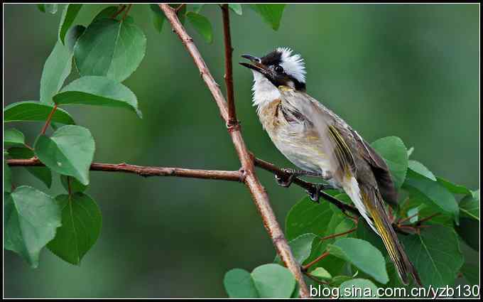 金海湖的鸟(2)鈥斺敯淄肺蹋ㄗ橥迹 金海湖的鸟(2)鈥斺敯淄肺蹋ㄗ橥迹