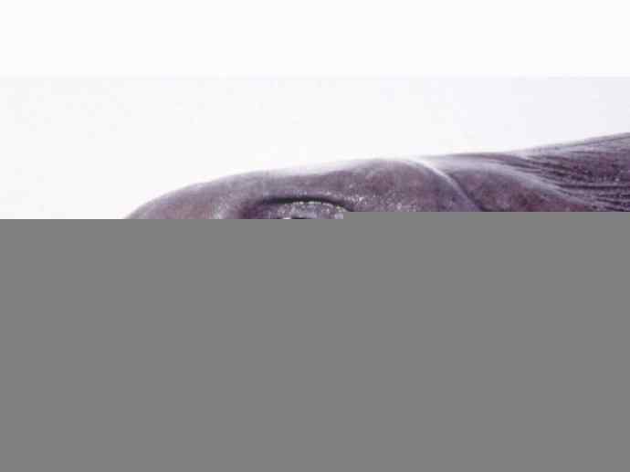 鱼类活化石：皱鳃鲨