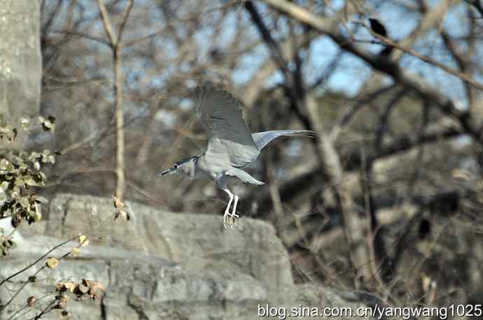 北京动物园的鸟类——飞（夜鹭）9