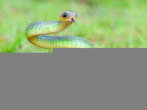 龙:传说的兽原型探秘(树蛇类) 龙:传说的兽原型探秘(树蛇类)