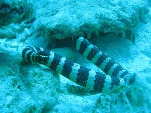 龙:传说的兽原型探秘(海蛇类) 龙:传说的兽原型探秘(海蛇类)