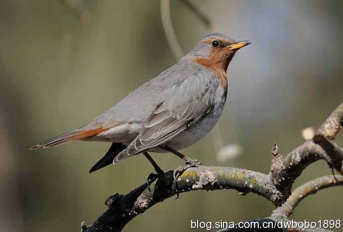 赤颈鸫和珠颈斑鸠