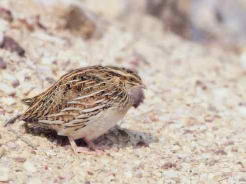 凤凰：传说的鸟原型探秘（鹌鹑）