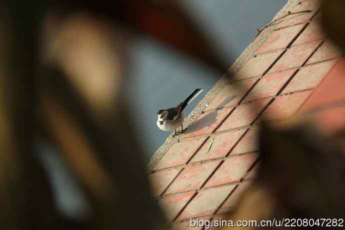 151.圣诞节送上12月份拍新鸟