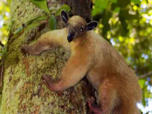 动物世界：山寨还是原创之五