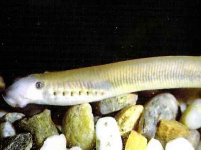 鱼类活化石：背眼七鳃鳗