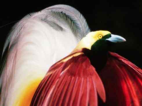 美丽无罪：雀鸟之极乐鸟