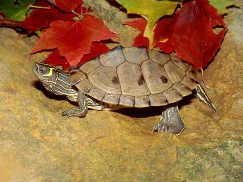 玄武：传说的兽原型探秘（水龟）