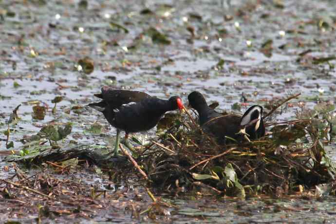 摄鸟拾趣（十九） wbr wbr黑水鸡