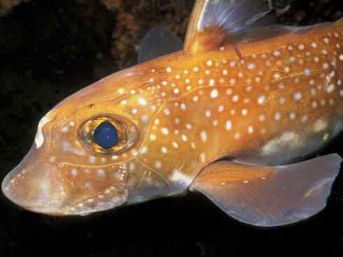 鱼类活化石：银鲛