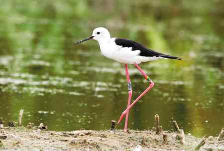台湾地区湿地水鸟分类识别