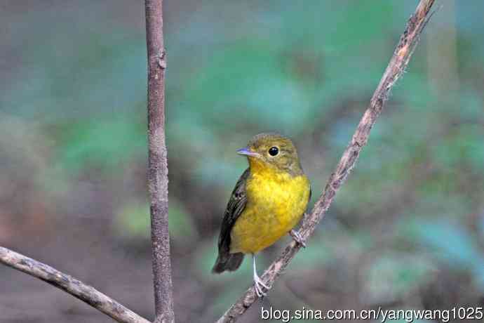 雌性绿背姬鶲(19) 雌性绿背姬鶲(19)