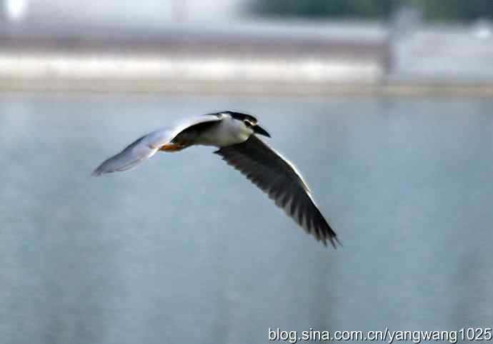 轻雾中的夜鹭 轻雾中的夜鹭