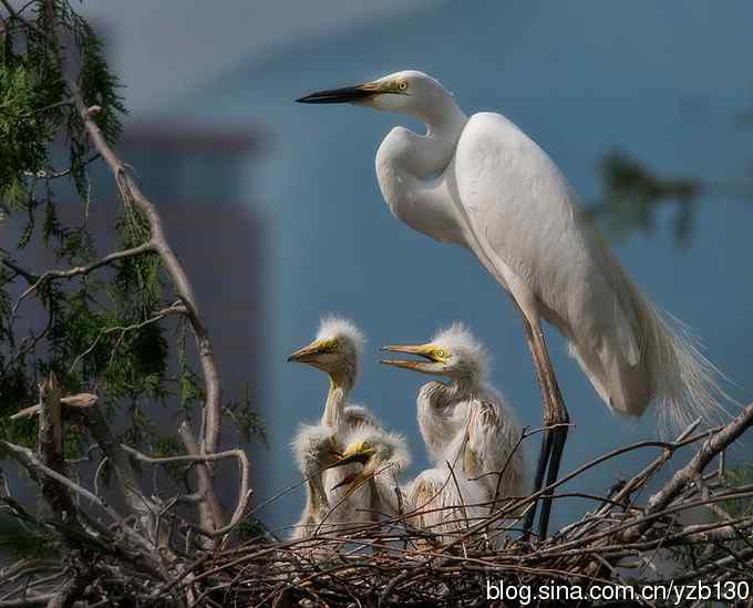 父母是天（组图，6张图片）