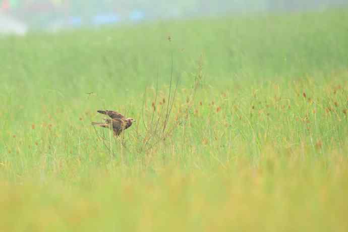 猛禽白腹鹞(生境)