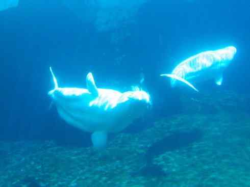 美人鱼：传说的兽原型探秘（儒艮）