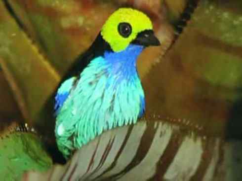 美丽无罪：雀鸟之欣赏