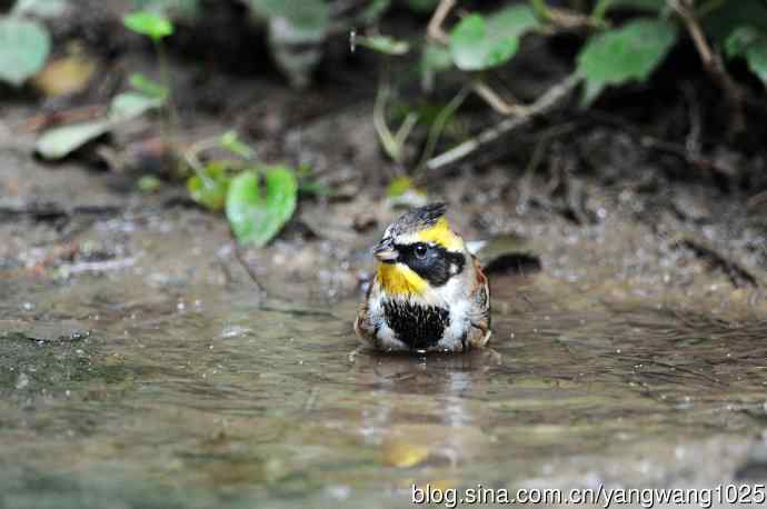 雄性黄喉鹀（5）