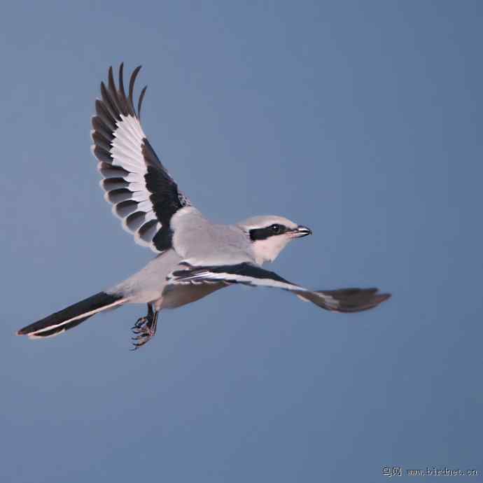 盘点野鸭湖（我的2012年）