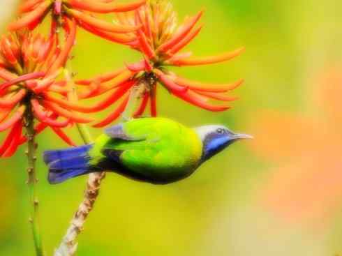 美丽无罪：雀鸟之叶鹎