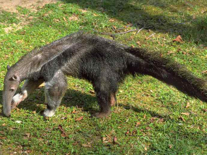 犬科：犬亚科小耳犬属的小耳犬