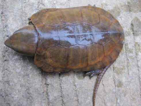 玄武：传说的兽原型探秘（平胸龟）