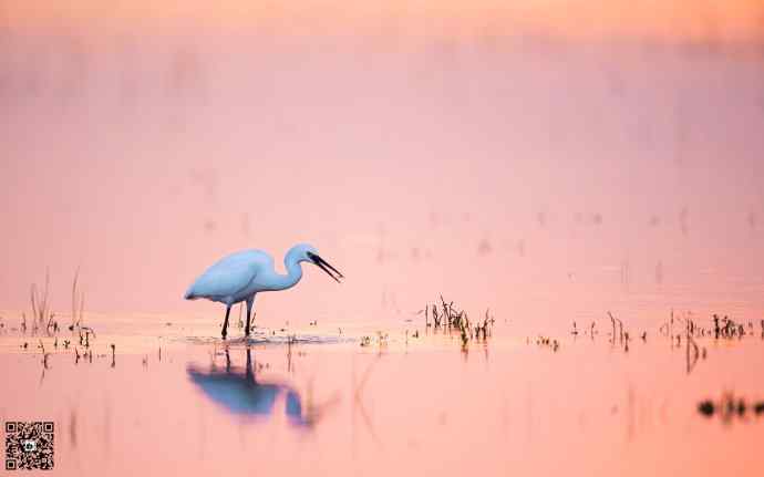 野鸭湖黄昏鸟影