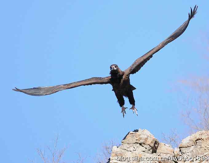走近秃鹫：一段撼人心魄的拍摄经历