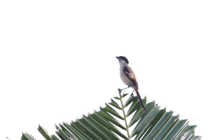 摄鸟拾趣（十三） 棕背伯劳