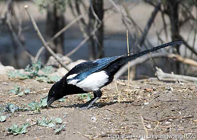 舒适的淋浴(花喜鹊) 舒适的淋浴(花喜鹊)