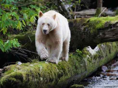 十大喜食蜂蜜动物：棕熊